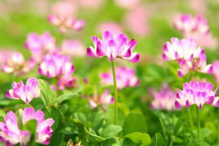 关于野花日本免费视频中文的信息 关于野花日本免费视频中文的信息