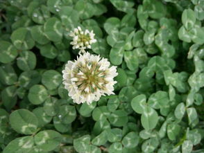 野花社区在线观看hd（野花社区在线观看黄瓜视频）