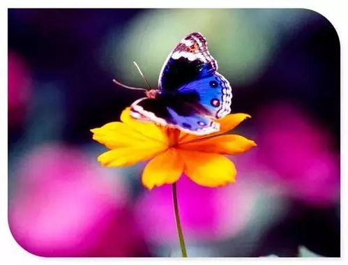 含羞草免费观看电视剧的背景故事(含羞草是哪部电视剧主题曲) 含羞草免费观看电视剧的背景故事(含羞草是哪部电视剧主题曲)