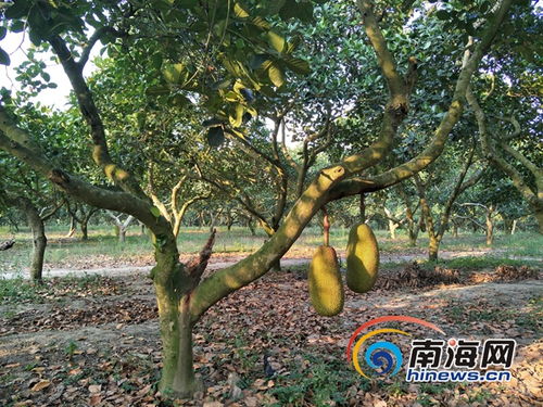 菠萝蜜一线二线三线品牌(菠萝蜜是国产还是进口) 菠萝蜜一线二线三线品牌(菠萝蜜是国产还是进口)