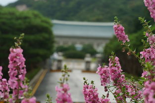 野花日本韩国视频免费8（野花日本韩国视频免费10）