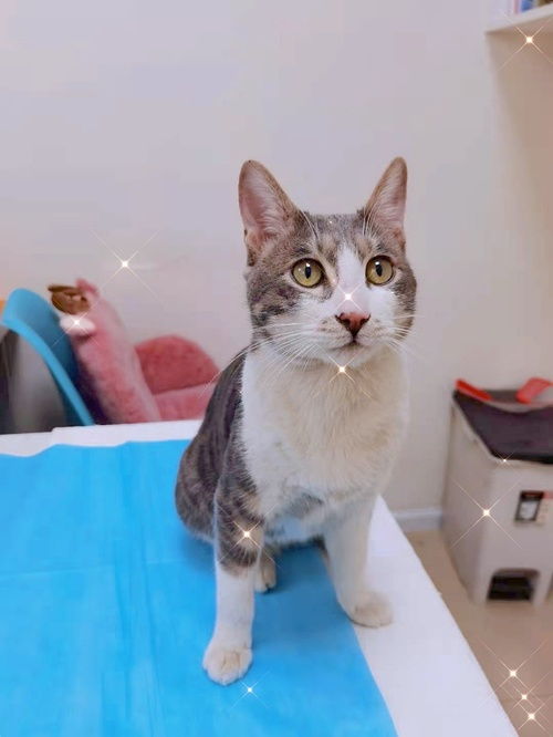 猫咪的简单介绍 猫咪的简单介绍