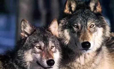 狼群在线观看免费完整版(狼群行动3国语版免费观看) 狼群在线观看免费完整版(狼群行动3国语版免费观看)