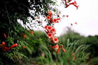 凌霄花（凌霄花的功效与作用）