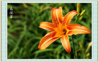 忘忧草论坛社区在线（忘忧草论坛网址）