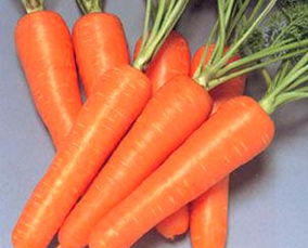 用胡萝卜弄到高c(把胡萝卜擦成丝) 用胡萝卜弄到高c(把胡萝卜擦成丝)