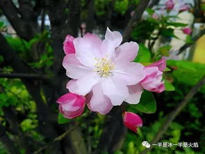 海棠文学(海棠文学城小说网官网入口链接) 海棠文学(海棠文学城小说网官网入口链接)