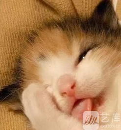 只想和你睡(1v1)月半喵笔趣(只想和你睡 1v1月半喵下载) 只想和你睡(1v1)月半喵笔趣(只想和你睡 1v1月半喵下载)