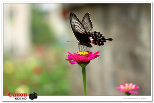 花蝴蝶7免费版大全多少集1到8集（花蝴蝶7免费版大全多少集1到8集更新时间）