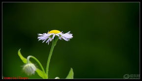野花社区最新免费高清（野花论坛关了么）