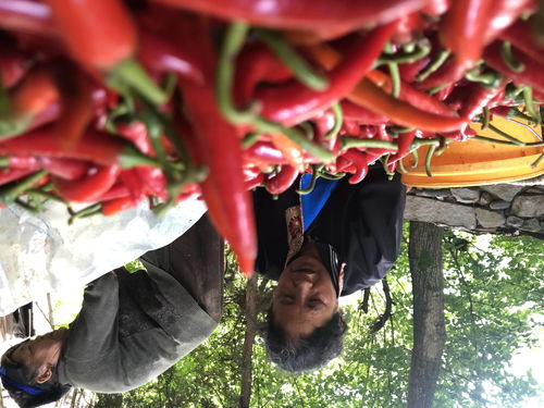 红辣椒2(红辣椒2丁度) 红辣椒2(红辣椒2丁度)