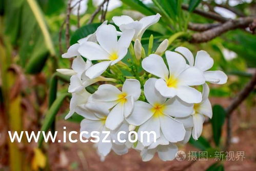 野花韩国免费大全免费看(韩国野花电影奖) 野花韩国免费大全免费看(韩国野花电影奖)