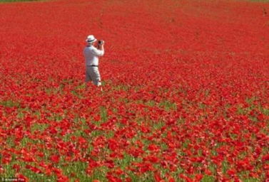 红罂粟（红罂粟花）