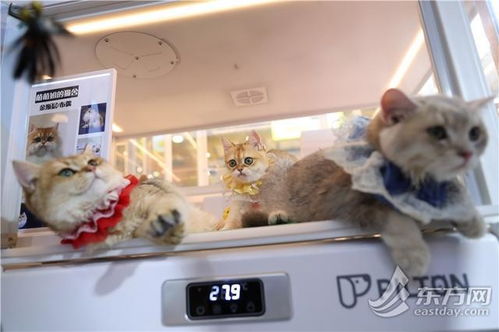 小扫货能么多叫出来(扫货猫的货怎样) 小扫货能么多叫出来(扫货猫的货怎样)